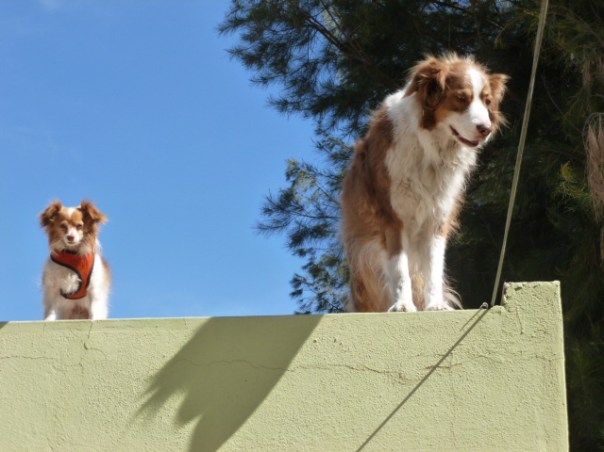 At age 12 Ozzie had no trouble learning to dance along the edge of the rooftop