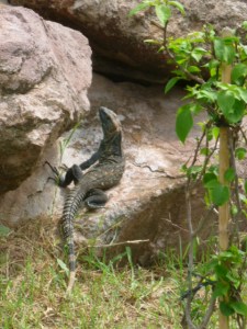 The iguana at the retreat kept its distance from us