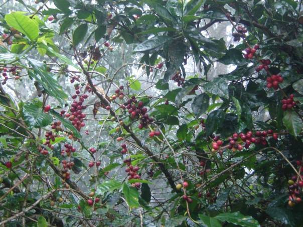 Coffee and oranges are the "cash crops" in the La Joya area 