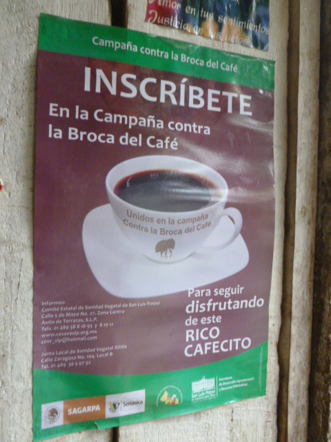 A poster on the wall of Dolores' home warns coffee growers of a new pest to guard against 