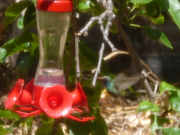There are more hummingbird species in Mexico than in any other country  