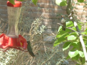 A menudo dos y mas colibris se acercan al comedoro/ Frequently there are two or more of the little ones at the feeders