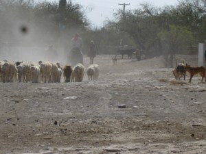 In Los Remedios the sheep, goats and cattle, seen here in front of the Church, are the primary cash earners