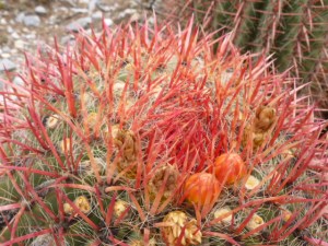 The barrel cactus also produces a fruit - called "biznaches" - that are prized eating 