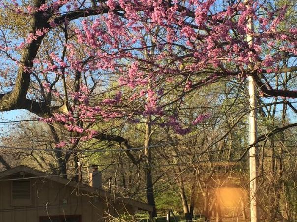 The redbud trees in bloom are among the first signs of spring in Kansas City